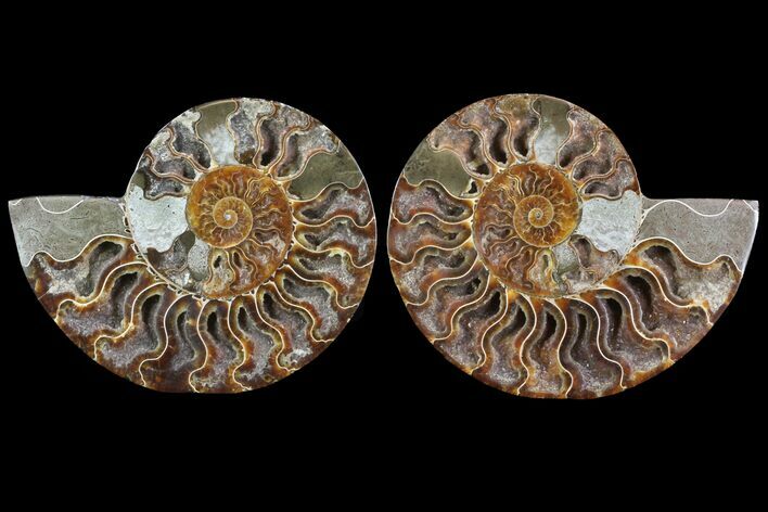 Cut & Polished Ammonite Fossil - Agatized #79152